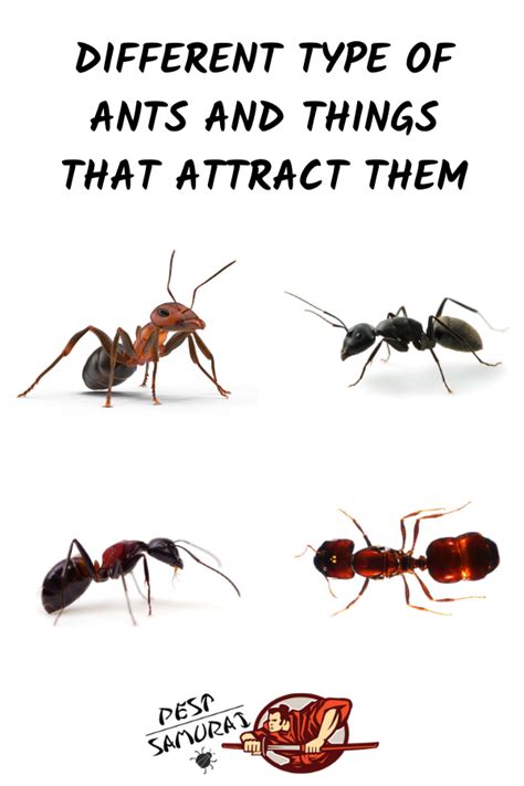 What Attracts Ants .